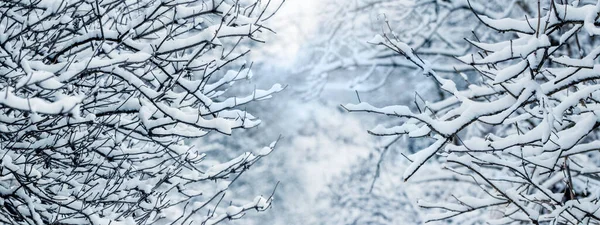 Zimní Zahrada Zasněženými Větvemi Stromů Rozmazaném Pozadí — Stock fotografie