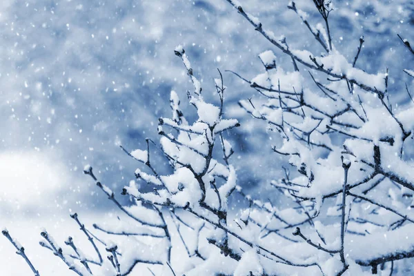 Снегопад Саду Ветви Заснеженных Деревьев Зимнем Саду — стоковое фото