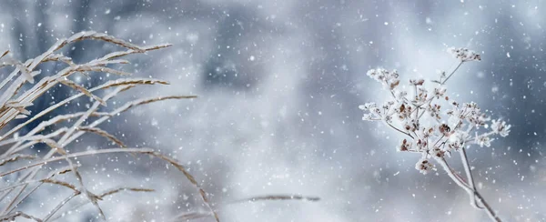Зимний Фон Снегом Льдом Покрытыми Сухими Растениями Размытом Фоне Время — стоковое фото