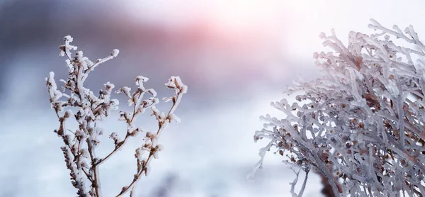Dry Branches Plants Covered Ice Bad Weather Winter Icing Winter — Stock Fotó