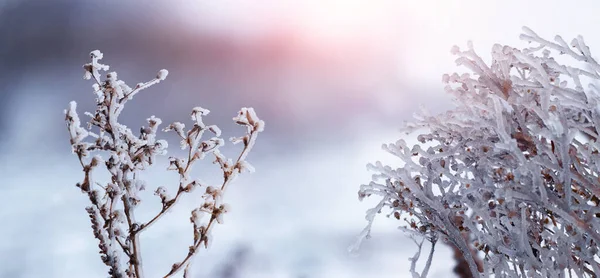 Dry branches of plants covered with ice in bad weather in winter. Icing in winter during thaw and frost