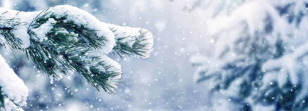 Śnieg Pokryte Piękne Gałąź Świerku Lesie Zimowym Podczas Opadów Śniegu — Zdjęcie stockowe