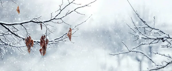 Bosque Invierno Con Ramas Árboles Cubiertas Nieve Hojas Secas Durante — Foto de Stock