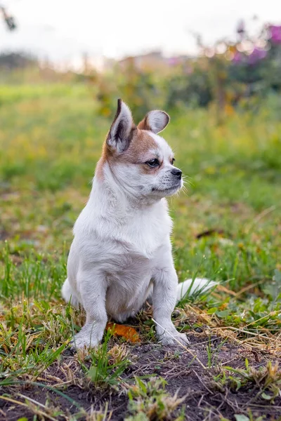 Pequeño Perro Pekinés Con Una Mirada Cercana Jardín Sobre Fondo — Foto de Stock