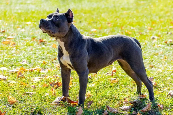 Large dog breed amstaff standing on the grass looking up in the park in sunny weather