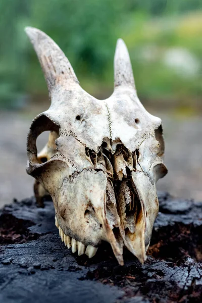 Goat Skull Horns Dark Background — 图库照片
