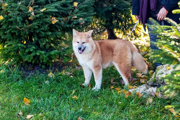 Akita Pies Jesiennym Parku Pobliżu Jodły Właścicielem — Zdjęcie stockowe