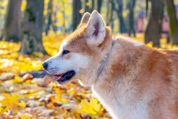 Zbliżenie Portret Psa Akita Profilu Jesiennym Parku Tle Żółtych Liści — Zdjęcie stockowe