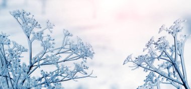 Kış güneşli bir sabah. Arkaplanda kuru bitkiler, kışın krema.