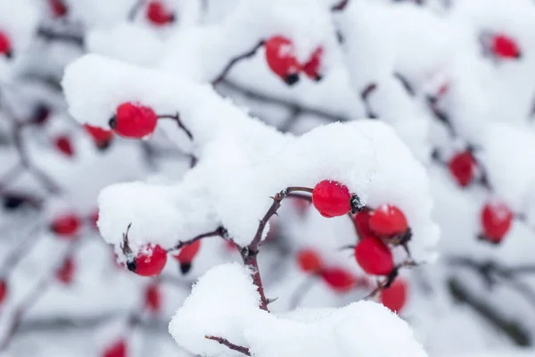 Śnieżny Krzew Róży Czerwonymi Jagodami Obfitych Opadach Śniegu — Zdjęcie stockowe
