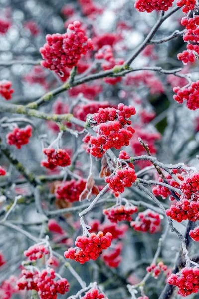 Frost Covered Red Rowan Berries Tree Winter — Photo