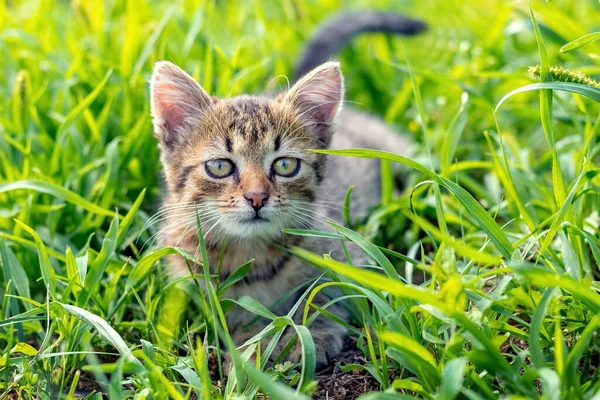 Young kitten in the garden in the green grass