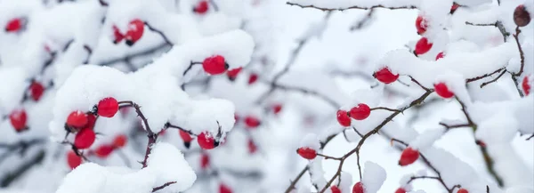 Pokryte Śniegiem Czerwone Jagody Róży Krzewie Obfitych Opadach Śniegu — Zdjęcie stockowe