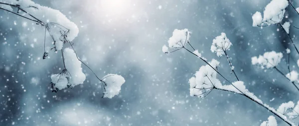 Ветви Сухого Растения Покрытые Снегом Время Сильного Снегопада — стоковое фото