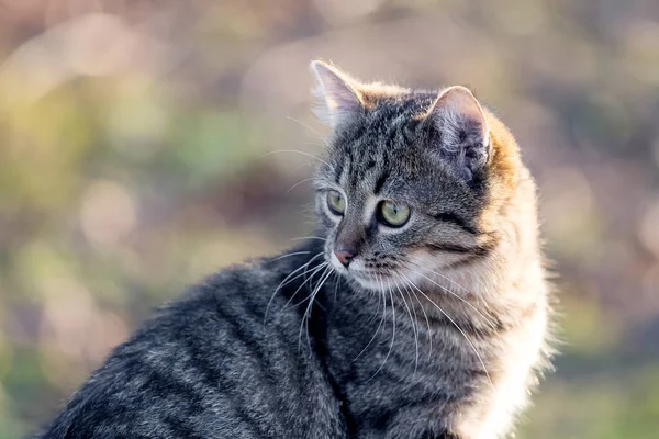 정원에 고양이가 돌아볼 — 스톡 사진