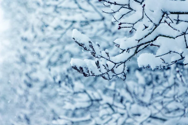 Ramos Árvores Cobertas Neve Jardim Inverno — Fotografia de Stock