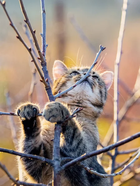 날씨에 의나무에 재미있는 고양이 — 스톡 사진