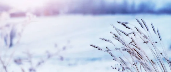 Dry Branches Plants Covered Ice Bad Weather Winter Icing Winter — Fotografia de Stock