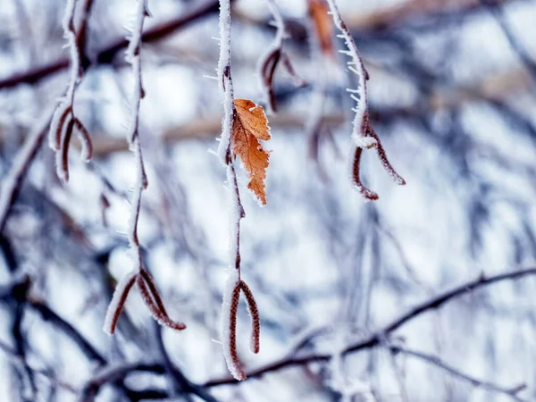 Birch Branches Covered Snow Frost Last Dry Leaf — Foto Stock