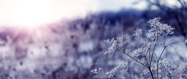 霜の多い冬の朝に森の端に霜で覆われた植物 — ストック写真