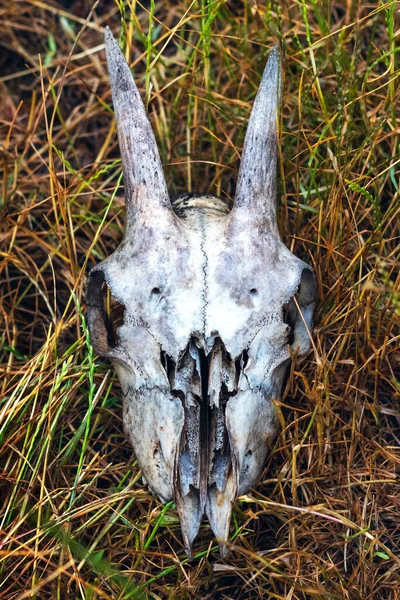 Goat skull on dry grass. Remains of animals