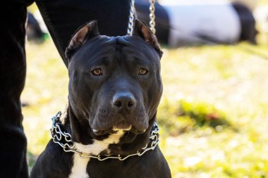 Amerikan Staffordshire Teriyeri 'nden Amstaff köpeği portresi.