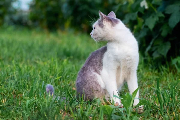 Bahçedeki yeşil çimlerin üzerinde beyaz benekli bir kedi geriye bakıyor.