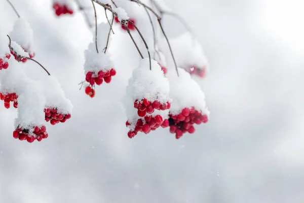 Pokryte Śniegiem Skupiska Wiburnum Zimie Jasnym Tle Czerwone Jagody Viburnum — Zdjęcie stockowe