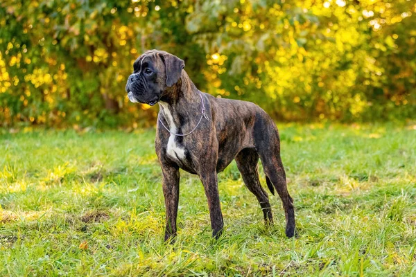 芝生の上の公園にドイツのボクサーの品種の大きな犬が立っています — ストック写真