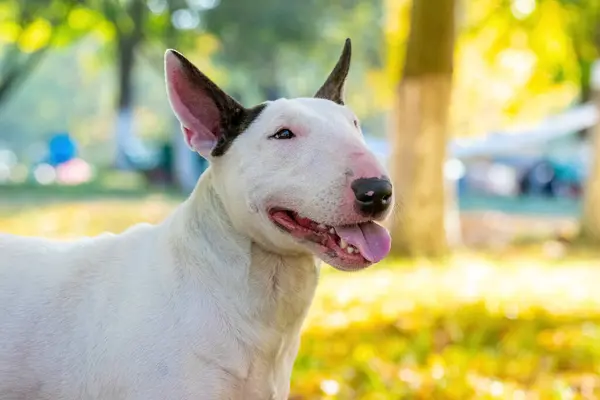 Bull Terrier Retrato Perro Cerca Perfil Aire Libre —  Fotos de Stock