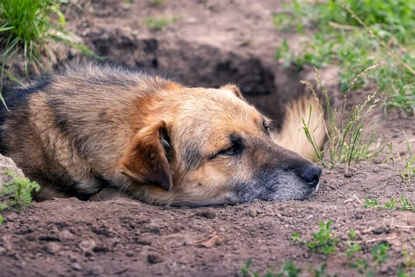 Ein Großer Brauner Hund Liegt Einer Baugrube — Stockfoto