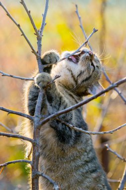 Bahçedeki kahverengi bir kedi bir dalı kemiriyor.