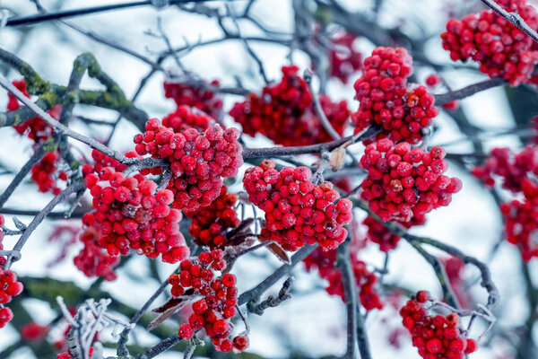 Frost-covered red rowan berries on a tree in winter