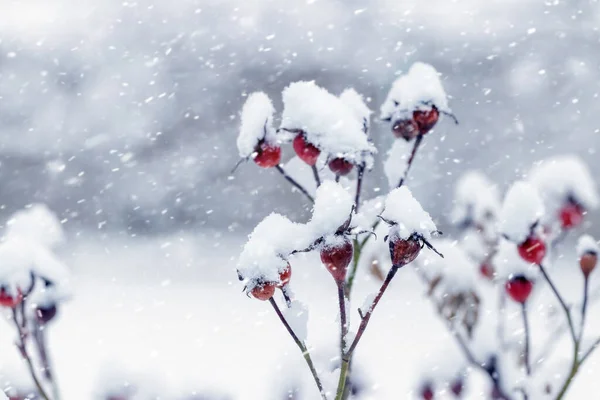 Sněhem Pokryté Červené Růžové Bobule Keři Během Sněžení — Stock fotografie