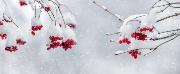 Sněhem Pokryté Červené Viburnum Bobule Stromě Během Sněžení — Stock fotografie