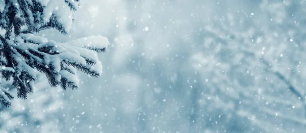 Téli Háttér Havas Lucfenyő Homályos Háttér Hóesés — Stock Fotó