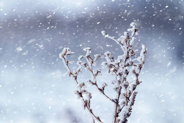 Ośnieżone Gałęzie Roślin Rozmytym Tle Podczas Obfitych Opadów Śniegu — Zdjęcie stockowe