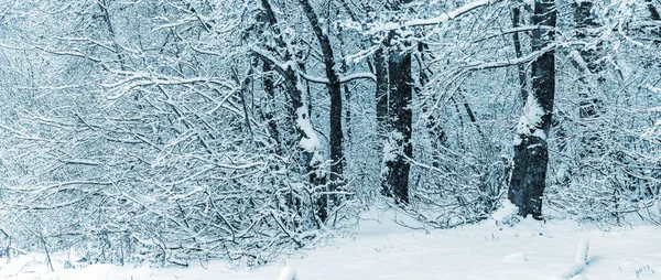 Floresta Inverno Após Queda Neve Pesada Árvores Cobertas Neve Floresta — Fotografia de Stock