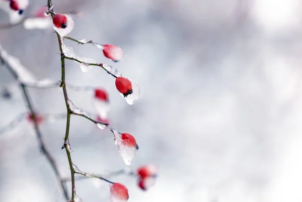 Bayas Rosa Mosqueta Roja Cubiertas Hielo Arbusto Invierno — Foto de Stock