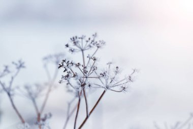 Kışın hafif arka planda buzla kaplı kuru bitkiler
