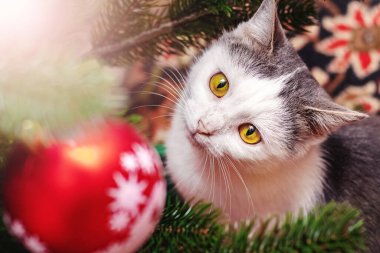 Beyaz benekli bir kedi, Noel ağacındaki bir oyuncağa dikkatlice bakar.