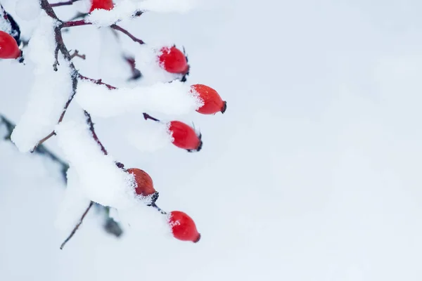 Снігова Гілка Рожевого Стегна Червоними Ягодами Світлому Фоні — стокове фото