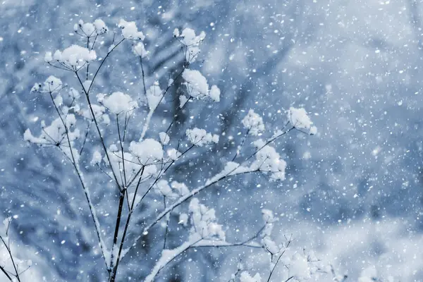 Ветви Растений Покрытые Мягким Сырым Снегом Время Сильного Снегопада — стоковое фото