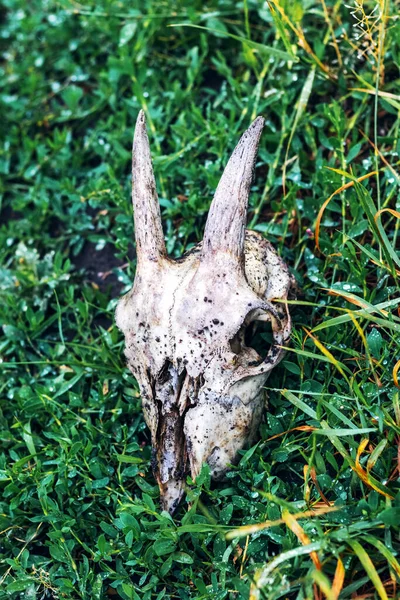 Crâne Chèvre Blanche Dans Herbe Verte Restes Animaux — Photo