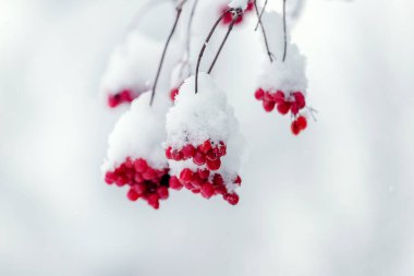 Kış mevsiminde karla kaplı kırmızı böğürtlenli Viburnum dalı