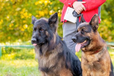 Sahiplerinin yanında tasmalı iki büyük çoban köpeği.