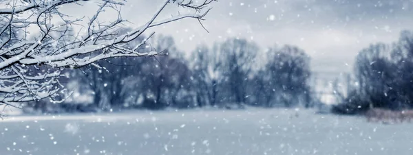 Зимний Пейзаж Ветка Снежного Дерева Реки Время Снегопада Снегопад Поле — стоковое фото