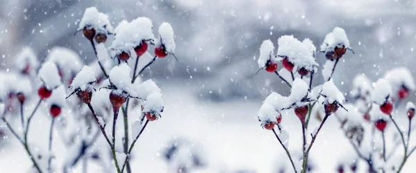 Krzew Róży Czerwonymi Jagodami Obfitych Opadach Śniegu Zimie — Zdjęcie stockowe