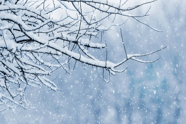 Ramo Árvore Coberto Neve Inverno Durante Queda Neve — Fotografia de Stock