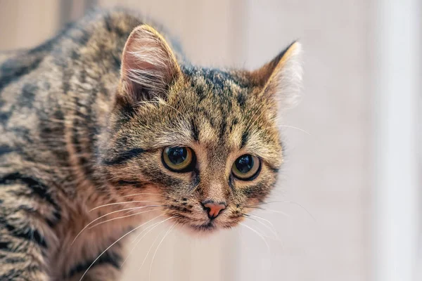 Cat Attentive Look Room Pose Predator — Stock Photo, Image